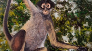 Le singe araignée 20210714_111922 Huile sur toile de coton montée 16x20 po. 40,5x50,5 cm.